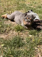 Luna, a female English Bulldog for sale in Georgetown, DE – Photo 1 of 5