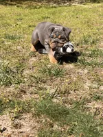 Luna, a female English Bulldog for sale in Georgetown, DE – Photo 3 of 5