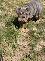 Luna, a female English Bulldog for sale in Georgetown, DE – Photo 4 of 5