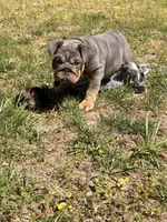 Luna, a female English Bulldog for sale in Georgetown, DE – Photo 2 of 5