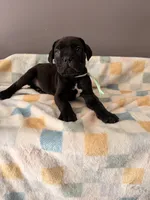 Ivy, a female Cane Corso for sale in Georgetown, DE – 3 of 3