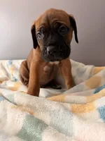 Jake, a male Cane Corso for sale in Georgetown, DE – 2 of 3