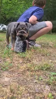 Luna, a female English Bulldog for sale in Georgetown, DE – 2 of 5