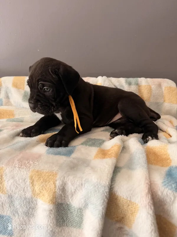 Daisey – Cane Corso puppy for sale in Georgetown, DE