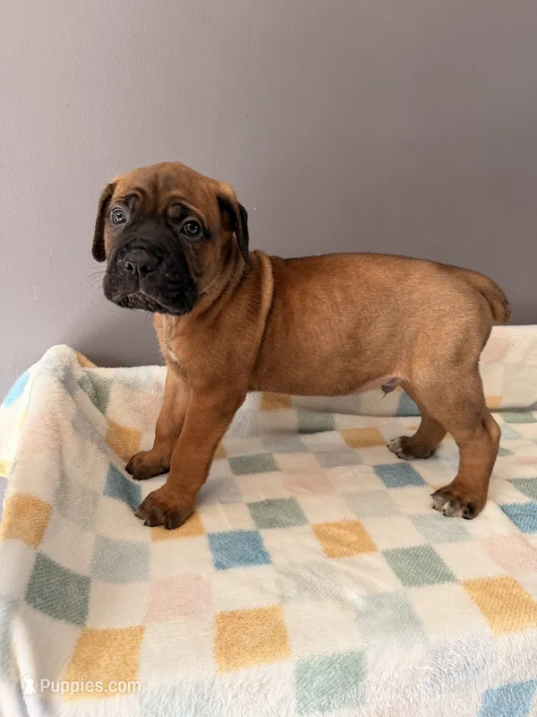 Jake – Cane Corso puppy for sale in Georgetown, DE