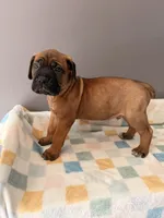 Jake, a male Cane Corso for sale in Georgetown, DE – 1 of 3