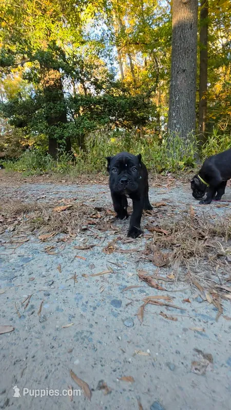 Ivy – Cane Corso puppy for sale in Georgetown, DE
