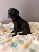 Rose, a female Cane Corso for sale in Georgetown, DE – 3 of 3