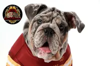 Bella, a female English Bulldog for sale in Georgetown, DE – 2 of 4
