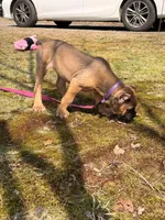 Honey, a female Cane Corso for sale in Georgetown, DE – Photo 4 of 4