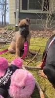 Honey, a female Cane Corso for sale in Georgetown, DE – Photo 2 of 4