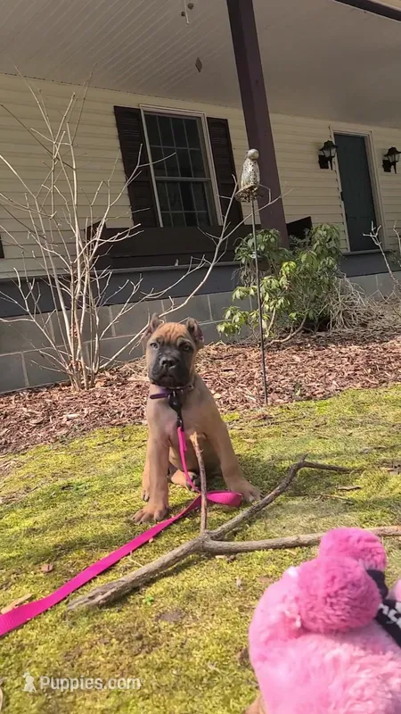 Honey – Cane Corso puppy for sale in Georgetown, DE