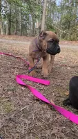 Honey, a female Cane Corso for sale in Georgetown, DE – Photo 3 of 4