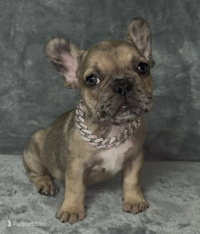 Pibbles – French Bulldog puppy for sale in Melbourne, FL