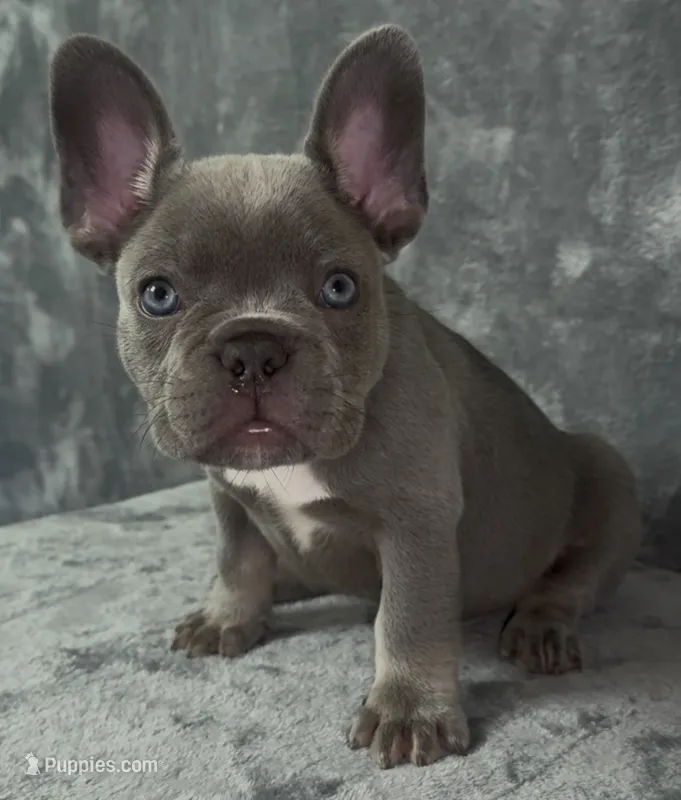 Big Blue – French Bulldog puppy for sale in Melbourne, FL