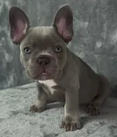Big Blue, a male French Bulldog for sale in Melbourne, FL – 1 of 1