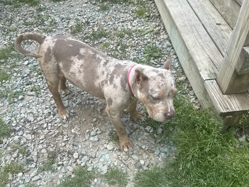 Nola – American Bully puppy for sale in Coshocton, OH