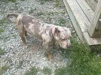 Nola, a female American Bully for sale in Coshocton, OH – 1 of 2