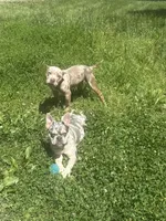 Nola, a female American Bully for sale in Coshocton, OH – 2 of 2