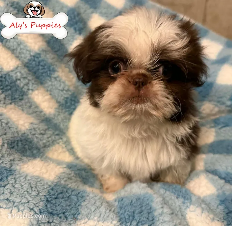 Ckc Sir Yoshi – Shih Tzu puppy for sale in Ocala, FL