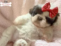 Ckc Lady Lisa, a female Shih Tzu for sale in Ocala, FL – Photo 2 of 3