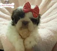 Ckc Lady Lisa, a female Shih Tzu for sale in Ocala, FL – Photo 3 of 3