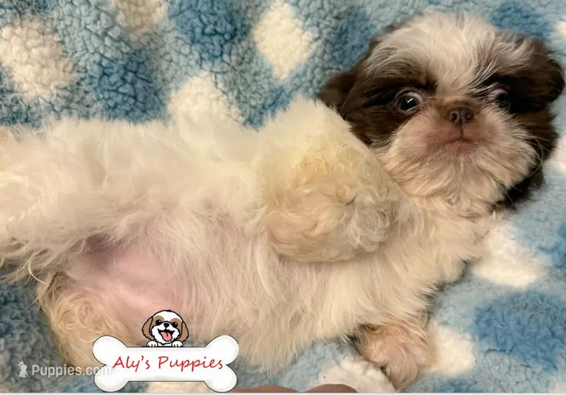 Ckc Sir Mark – Shih Tzu puppy for sale in Ocala, FL