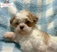 Ckc Sir Scooby, a male Shih Tzu for sale in Ocala, FL – Photo 4 of 4