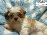 Ckc Sir Scooby, a male Shih Tzu for sale in Ocala, FL – Photo 2 of 4