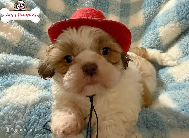 Ckc Sir Scooby, a male Shih Tzu for sale in Ocala, FL – Photo 1 of 4