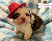 Ckc Sir Mark, a male Shih Tzu for sale in Ocala, FL – Photo 2 of 4