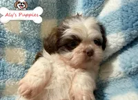 Ckc Sir Mark, a male Shih Tzu for sale in Ocala, FL – Photo 3 of 4
