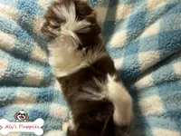 Ckc Sir Mark, a male Shih Tzu for sale in Ocala, FL – Photo 4 of 4