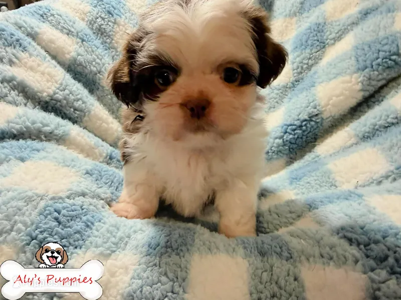 Ckc Sir Mark, a male Shih Tzu for sale in Ocala, FL – Photo 1 of 4