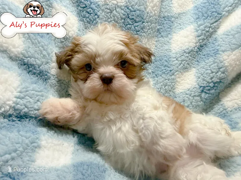 Ckc Sir Scooby – Shih Tzu puppy for sale in Ocala, FL