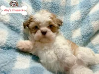 Ckc Sir Scooby, a male Shih Tzu for sale in Ocala, FL – Photo 1 of 2