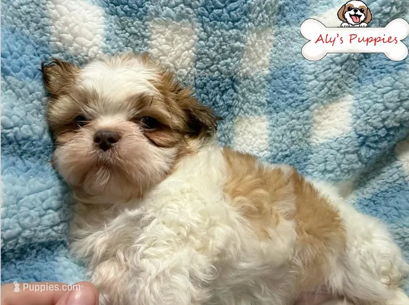 Ckc Sir Scooby – Shih Tzu puppy for sale in Ocala, FL