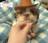 Ckc Sir Steve, a male Shih Tzu for sale in Ocala, FL – Photo 1 of 2