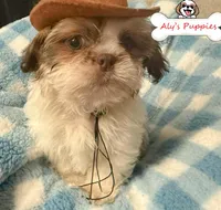 Ckc Sir Steve, a male Shih Tzu for sale in Ocala, FL – Photo 2 of 2