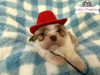 Ckc Sir scooby, a male Shih Tzu for sale in Ocala, FL – Photo 3 of 4