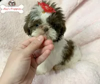 Ckc Lady Lily, a female Shih Tzu for sale in Ocala, FL – Photo 1 of 3