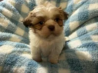 Ckc Sir scooby, a male Shih Tzu for sale in Ocala, FL – Photo 2 of 4