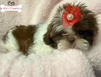 Ckc Lady Lily, a female Shih Tzu for sale in Ocala, FL – Photo 2 of 3