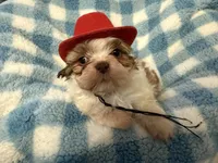 Ckc Sir scooby, a male Shih Tzu for sale in Ocala, FL – Photo 4 of 4