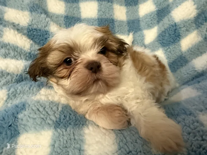Ckc Sir scooby – Shih Tzu puppy for sale in Ocala, FL