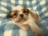 Ckc Sir scooby, a male Shih Tzu for sale in Ocala, FL – Photo 1 of 4