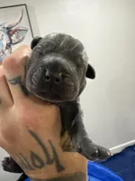JR, a male Cane Corso for sale in Dallas, TX – 6 of 10