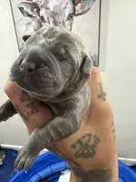 JR, a male Cane Corso for sale in Dallas, TX – 7 of 10