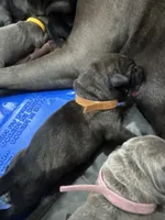 JR, a male Cane Corso for sale in Dallas, TX – 2 of 10