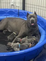JR, a male Cane Corso for sale in Dallas, TX – 3 of 10